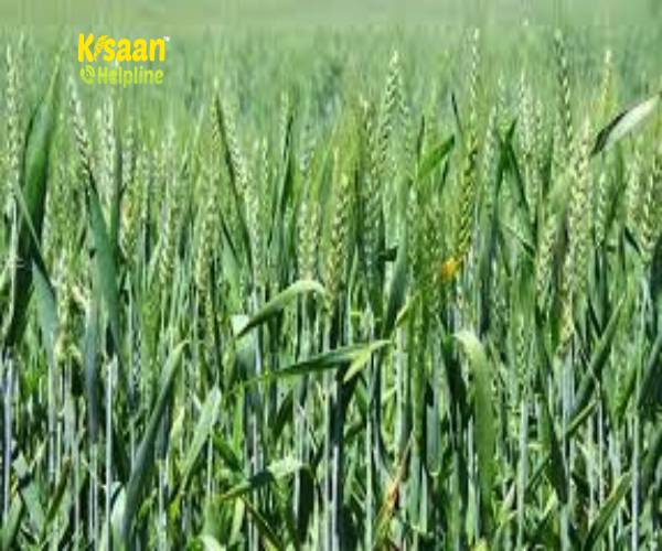 जैविक उर्वरक के उपयोग से बढ़ेगा गेहूँ का उत्पादन वैज्ञानिकों ने तैयार की ऐसी प्रजाति